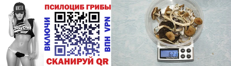 закладка  Карачев  Галлюциногенные грибы Psilocybine cubensis 